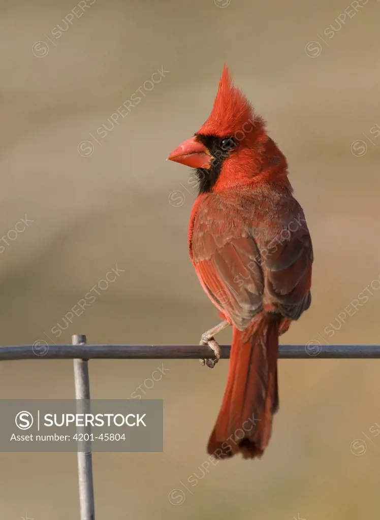 Northern Cardinal (Cardinalis cardinalis) male perching on an iron fence, Texas