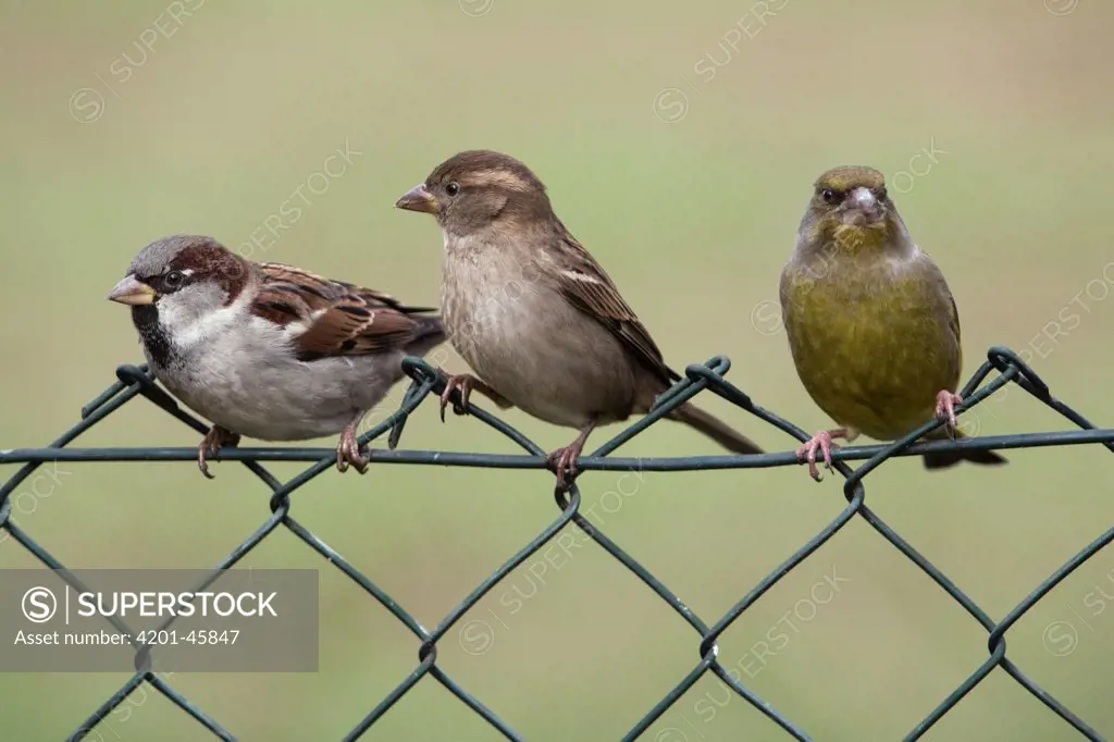 House Sparrow (Passer domesticus) male and female on garden fence next to a European Greenfinch (Carduelis chloris), Lower Saxony, Germany
