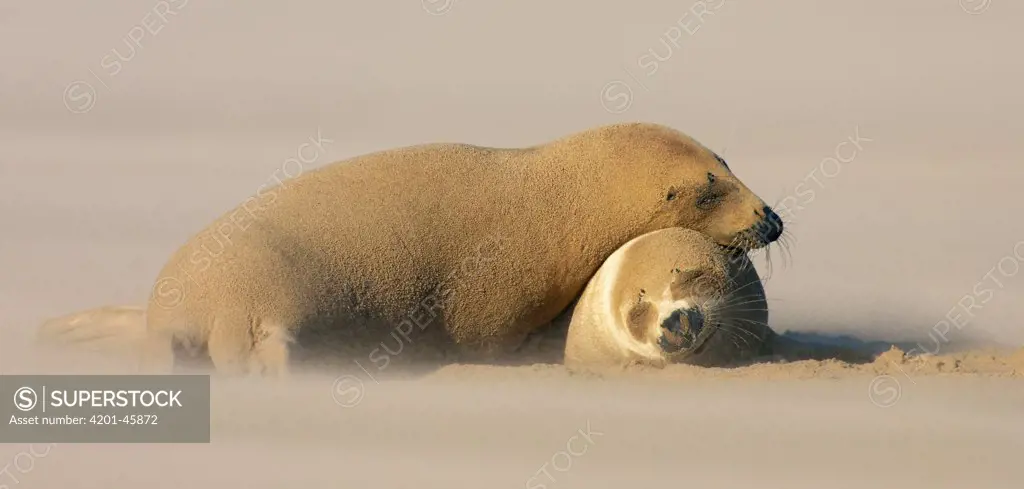 Grey Seal (Halichoerus grypus) pair, Donna Nook, Lincolnshire, United Kingdom