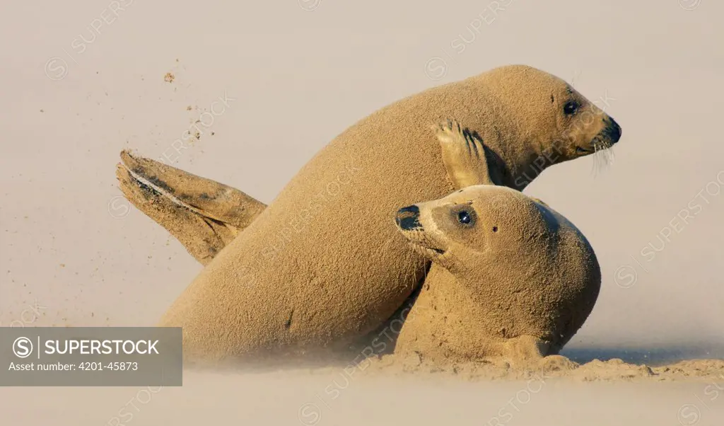 Grey Seal (Halichoerus grypus) pair covered in sand, Donna Nook, Lincolnshire, United Kingdom