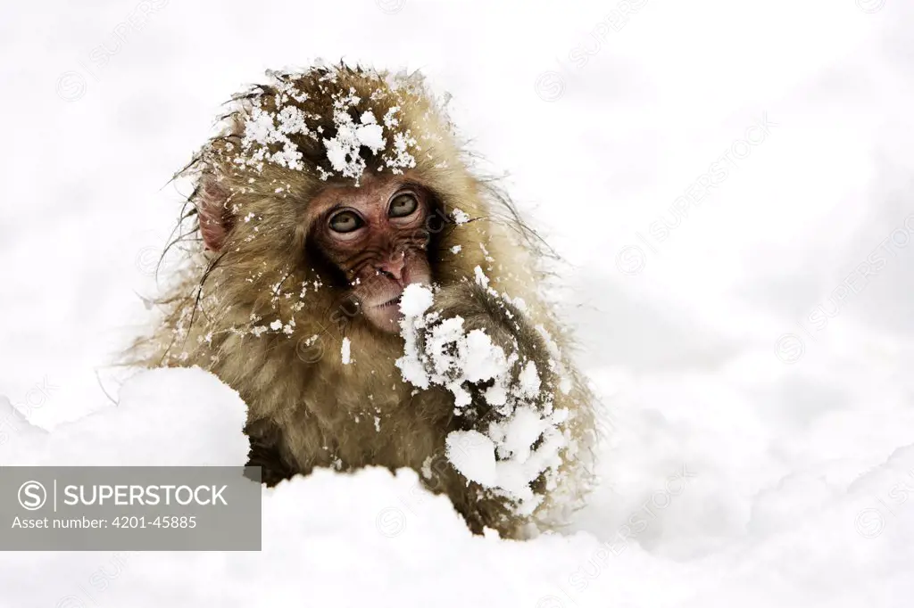 Japanese Macaque (Macaca fuscata) young in snow, Jigokudani, Japan