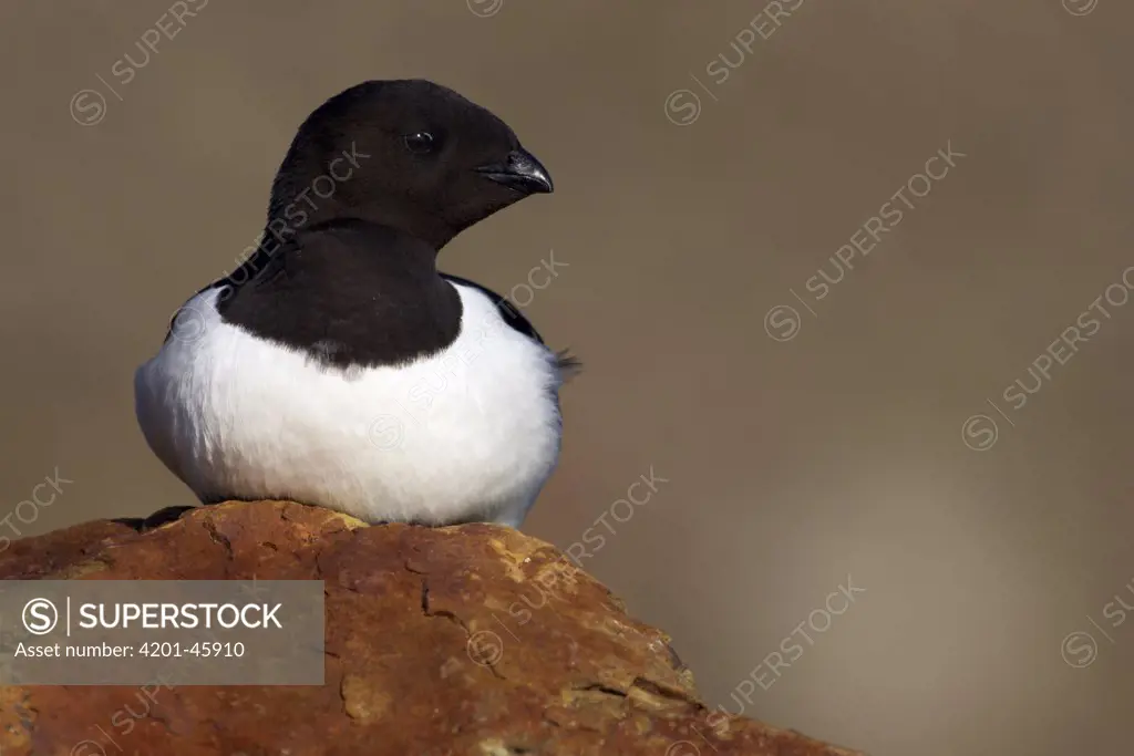 Little Auk (Alle alle), Svalbard, Norway