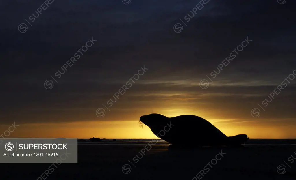Grey Seal (Halichoerus grypus) at sunset, Donna Nook, Lincolnshire, United Kingdom
