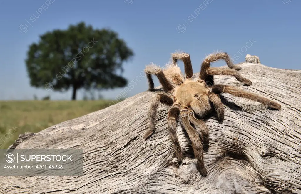 Texas Brown Tarantula (Aphonopelma hentzi), George West, Texas