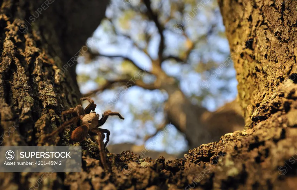 Texas Brown Tarantula (Aphonopelma hentzi) on tree trunk, George West, Texas