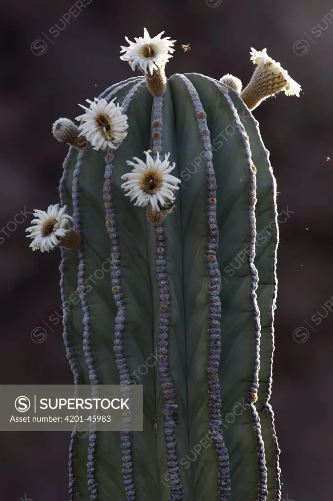 Cardon (Pachycereus pringlei) cactus flowering, El Vizcaino Biosphere Reserve, Mexico