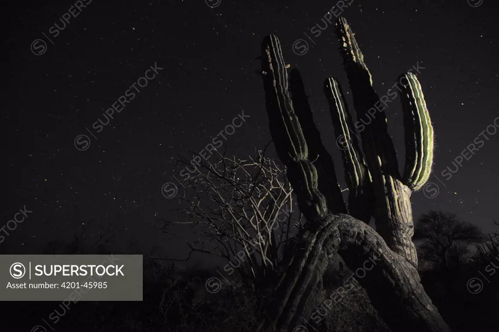 Cardon (Pachycereus pringlei) cactus at night, El Vizcaino Biosphere Reserve, Mexico