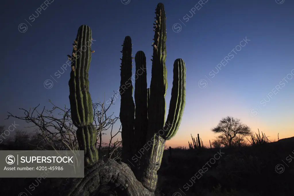 Cardon (Pachycereus pringlei) cactus at sunset, El Vizcaino Biosphere Reserve, Mexico