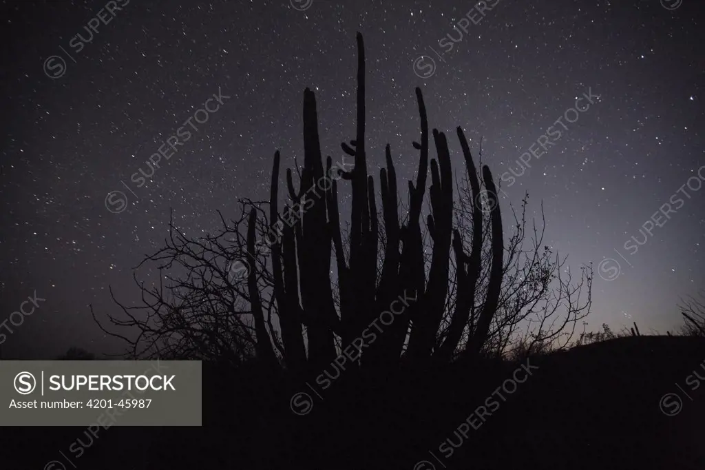 Organ Pipe Cactus (Stenocereus thurberi) at night, El Vizcaino Biosphere Reserve, Mexico