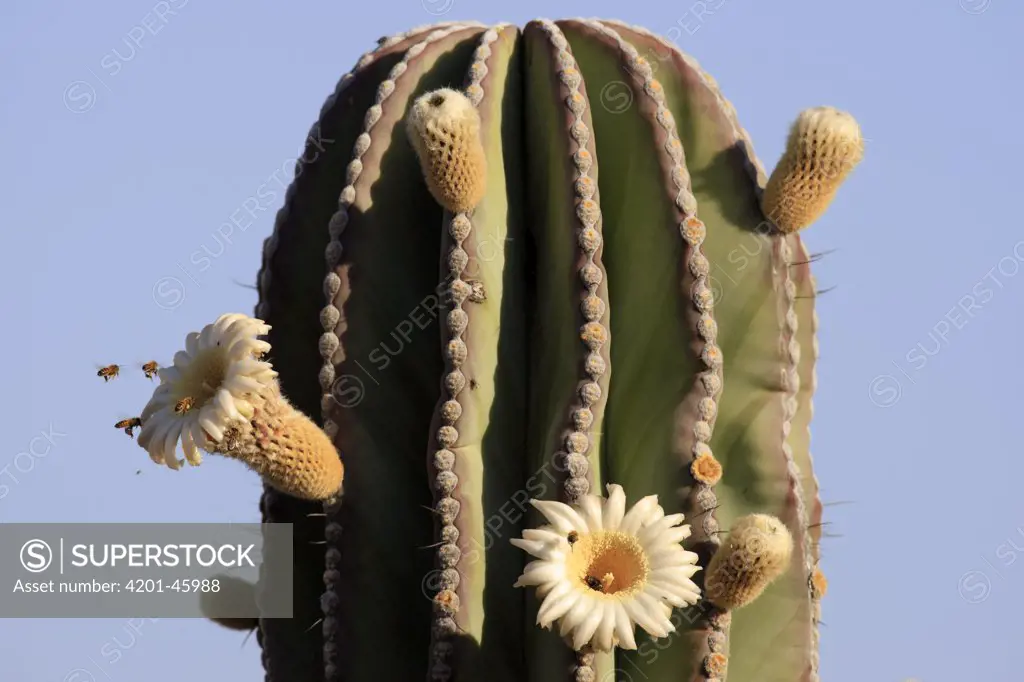 Cardon (Pachycereus pringlei) cactus flowering with bees foraging on nectar, El Vizcaino Biosphere Reserve, Mexico