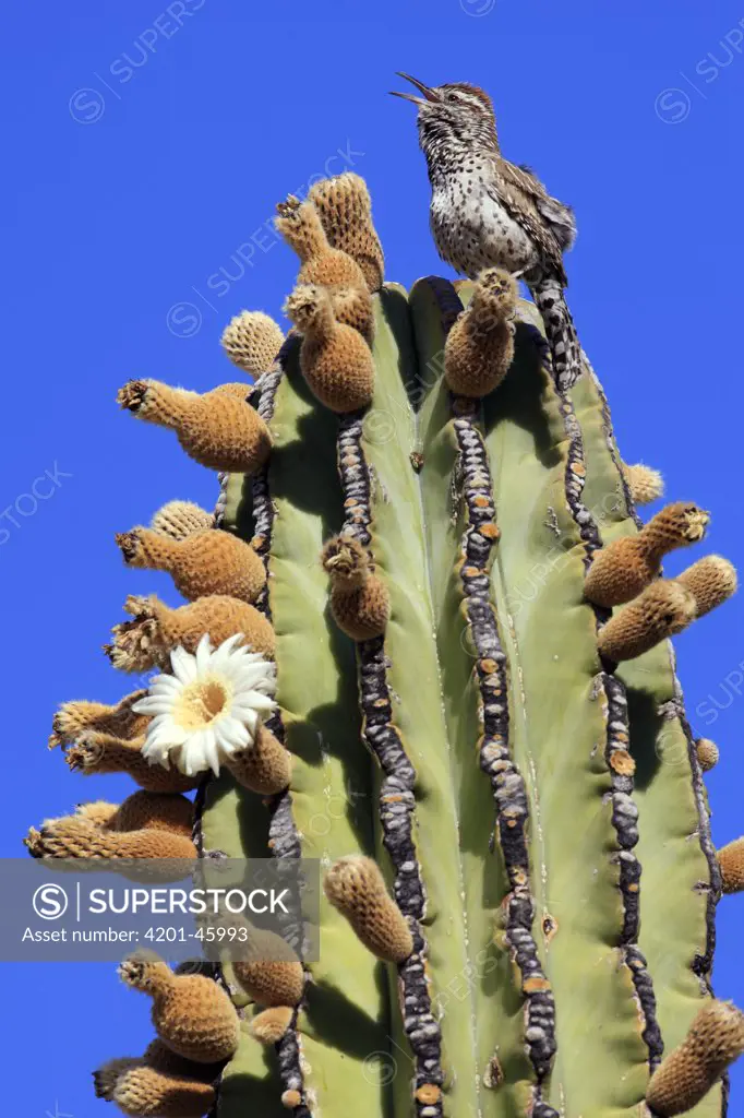 Cactus Wren (Campylorhynchus brunneicapillus) singing atop Cardon (Pachycereus pringlei) cactus, El Vizcaino Biosphere Reserve, Mexico