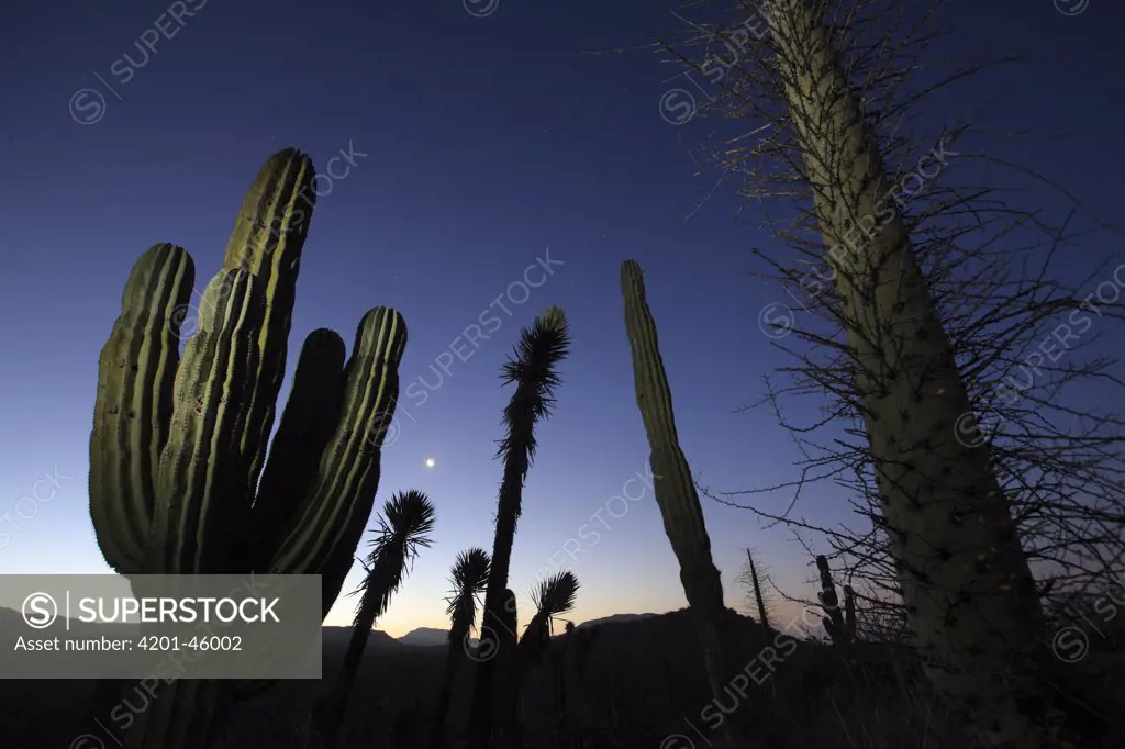 Boojum Tree (Idria columnaris) and Cardon (Pachycereus pringlei) cacti at dusk, El Vizcaino Biosphere Reserve, Mexico
