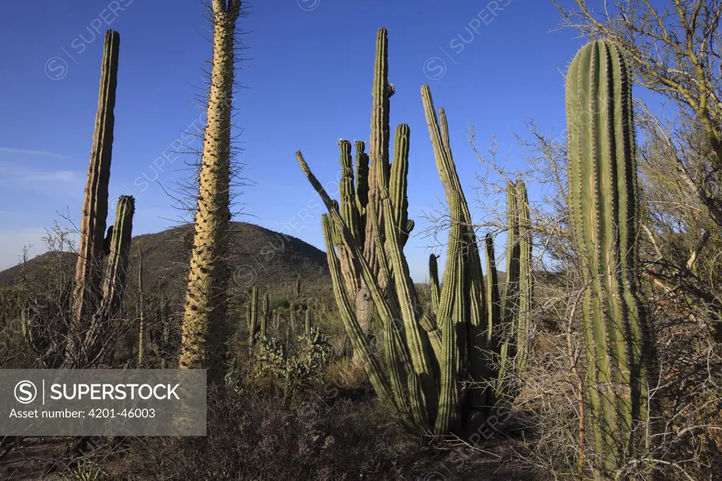 Boojum Tree (Idria columnaris) and Cardon (Pachycereus pringlei) cacti, El Vizcaino Biosphere Reserve, Mexico