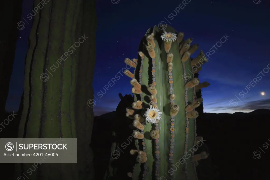 Cardon (Pachycereus pringlei) cactus at sunrise, El Vizcaino Biosphere Reserve, Mexico
