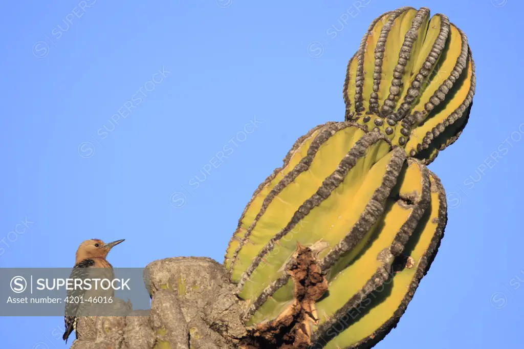 Gila Woodpecker (Melanerpes uropygialis) on Cardon (Pachycereus pringlei) cactus, El Vizcaino Biosphere Reserve, Mexico