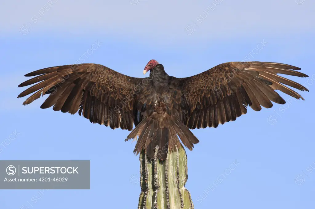 Turkey Vulture (Cathartes aura) sunning on cactus, El Vizcaino Biosphere Reserve, Mexico