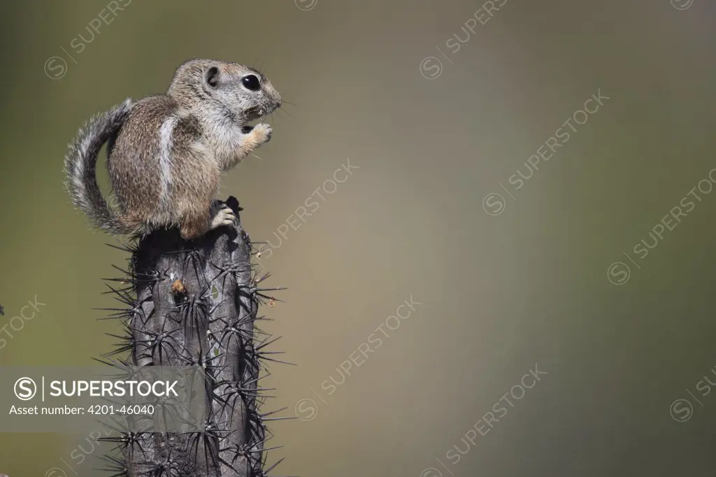 Harris' Antelope Squirrel (Ammospermophilus harrisii) eating, El Vizcaino Biosphere Reserve, Mexico