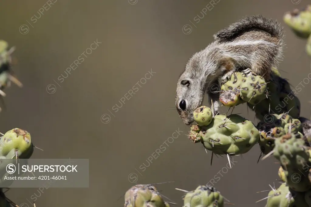 Harris' Antelope Squirrel (Ammospermophilus harrisii) foraging on cactus fruit, El Vizcaino Biosphere Reserve, Mexico