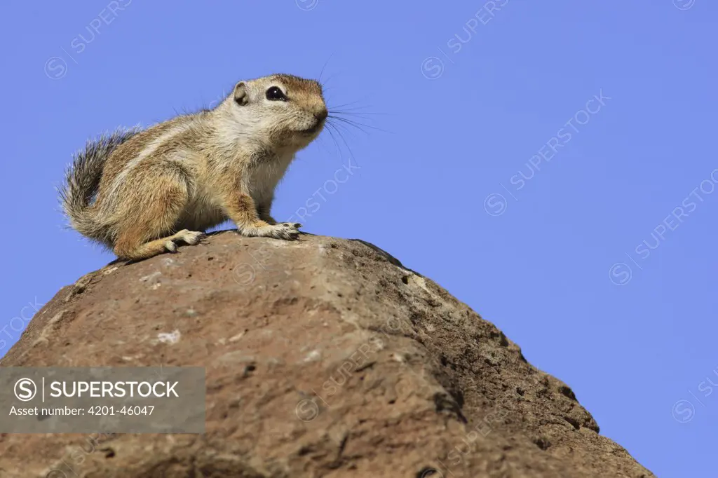 Harris' Antelope Squirrel (Ammospermophilus harrisii), El Vizcaino Biosphere Reserve, Mexico