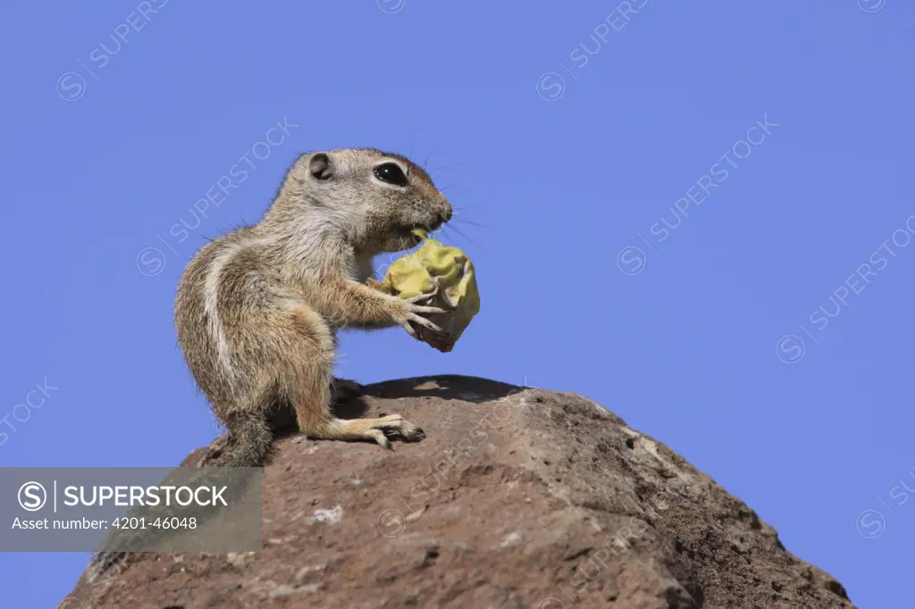 Harris' Antelope Squirrel (Ammospermophilus harrisii) eating fruit of a cactus, El Vizcaino Biosphere Reserve, Mexico