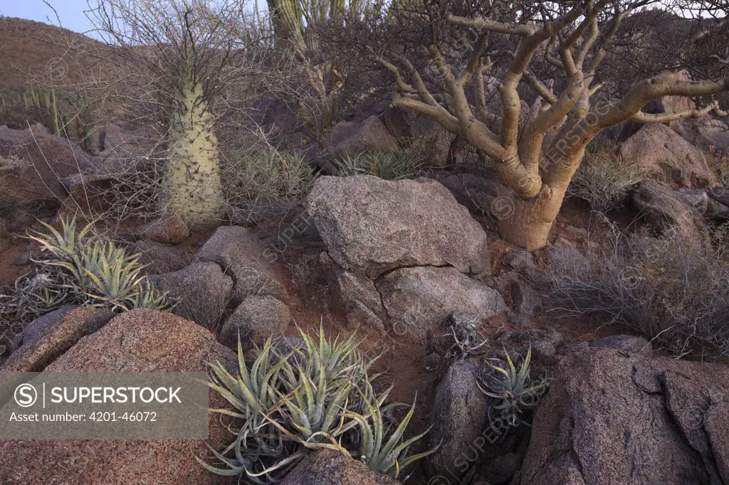 Boojum Tree (Idria columnaris) and Cardon (Pachycereus pringlei) cactus, El Vizcaino Biosphere Reserve, Mexico