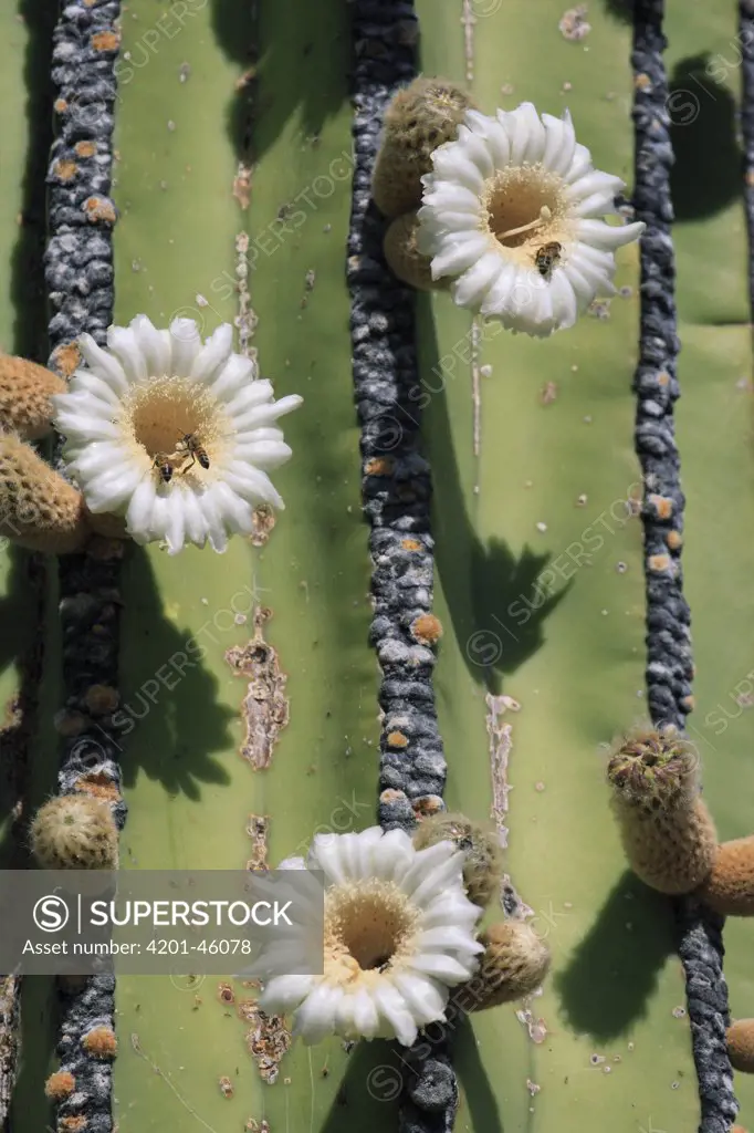 Cardon (Pachycereus pringlei) cactus flowers and bees, El Vizcaino Biosphere Reserve, Mexico