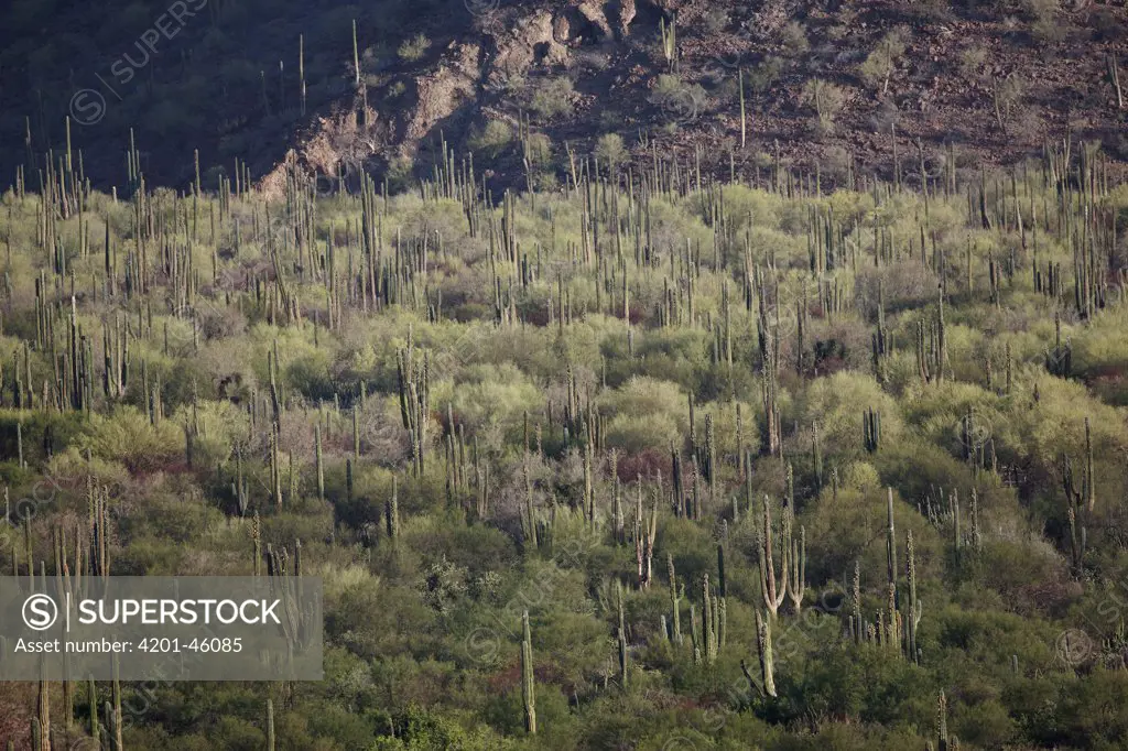 Cardon (Pachycereus pringlei) cacti in desert landscape, El Vizcaino Biosphere Reserve, Mexico