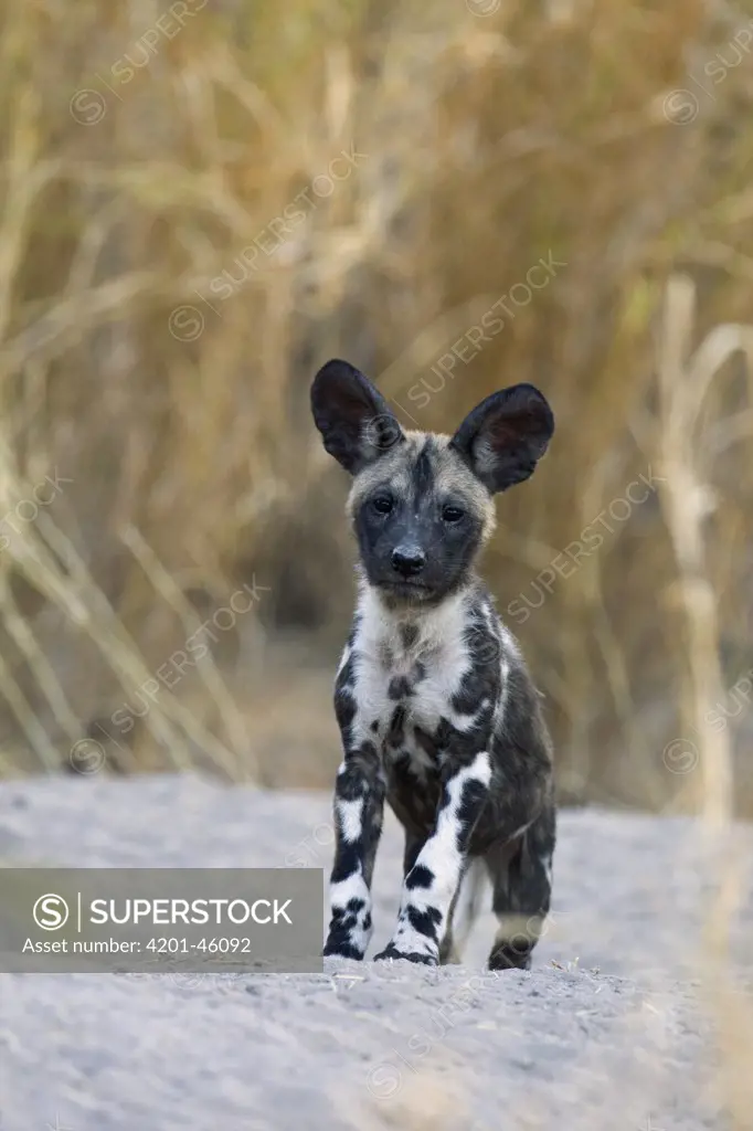 African Wild Dog (Lycaon pictus) six to eight week old pup, Okavango Delta, Botswana