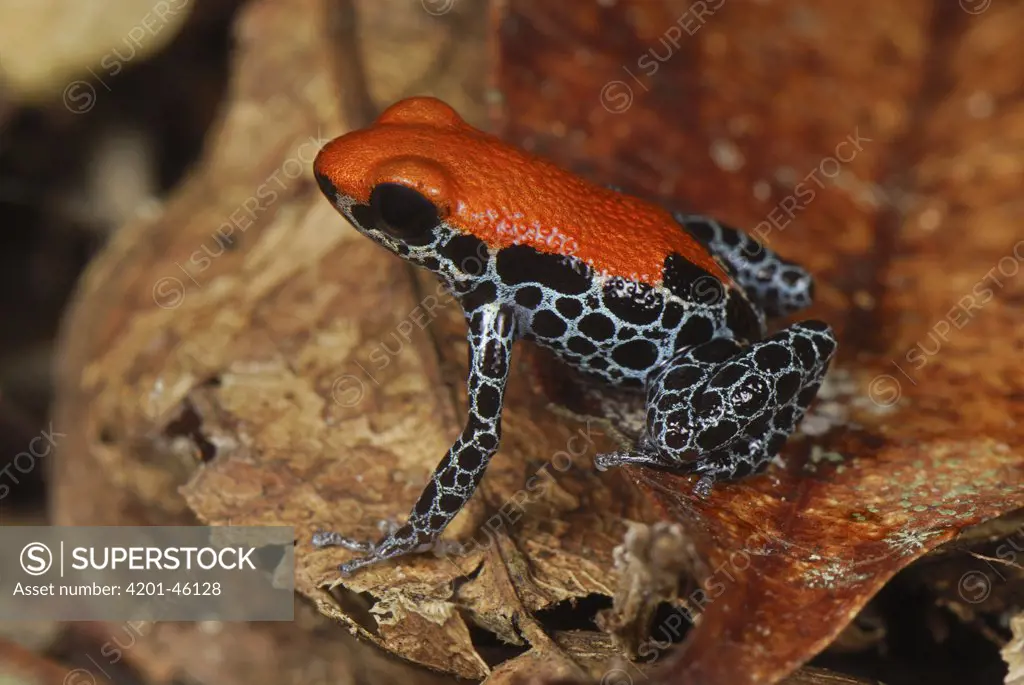 Reticulated Poison Dart Frog (Dendrobates reticulatus), Allpahuayo Mishana National Reserve, Peru