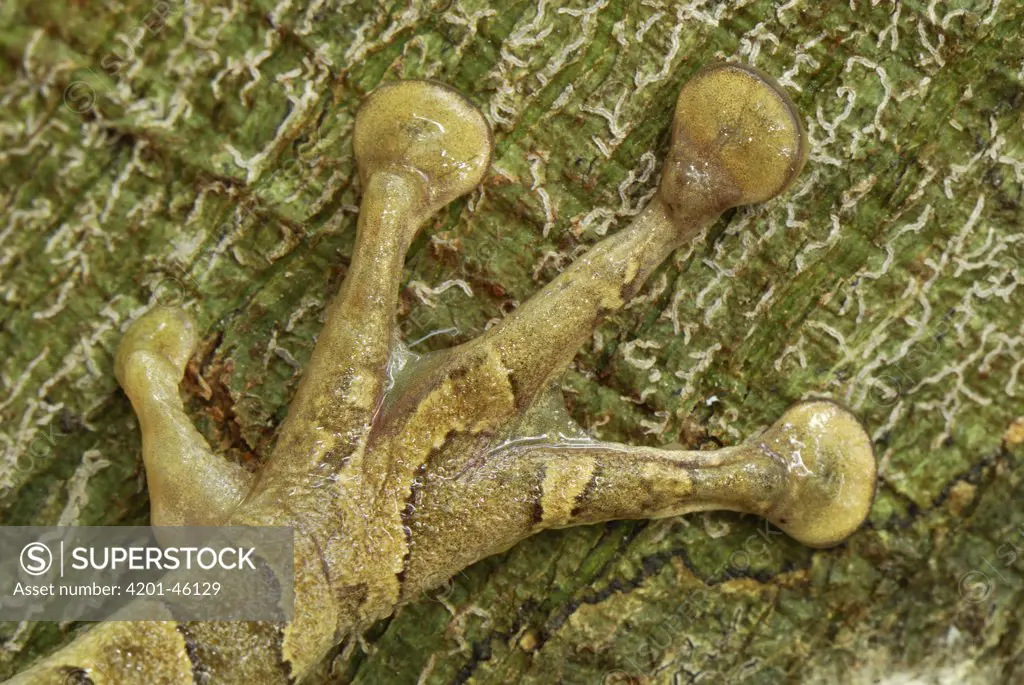 Rocket Treefrog (Hypsiboas lanciformis) foot, Allpahuayo Mishana National Reserve, Peru