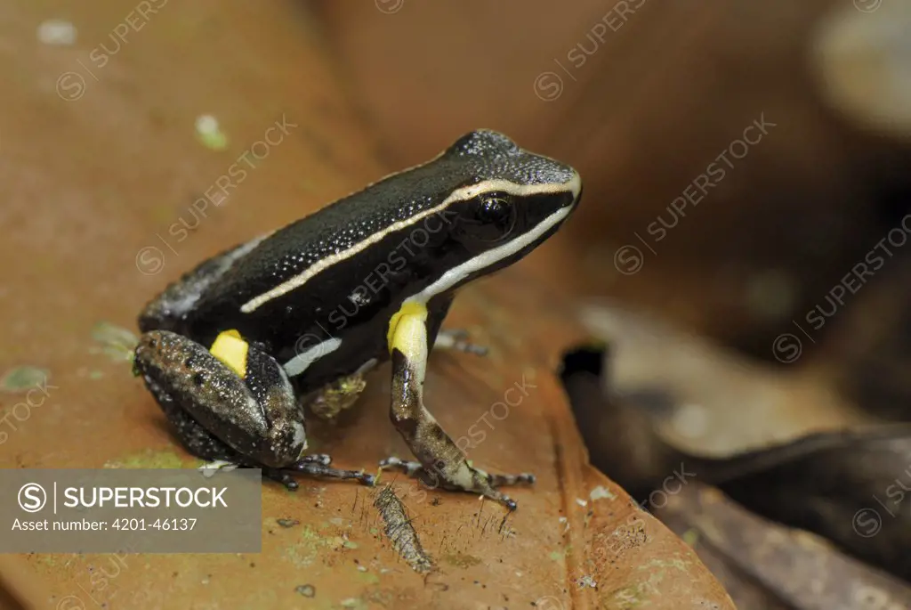 Poison Dart Frog (Epipedobates hahneli), Allpahuayo Mishana National Reserve, Peru
