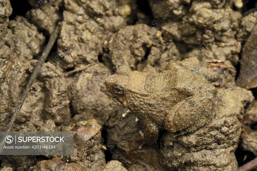 Seep Frog (Occidozyga baluensis) camouflaged against soil, Danum Valley Conservation Area, Malaysia