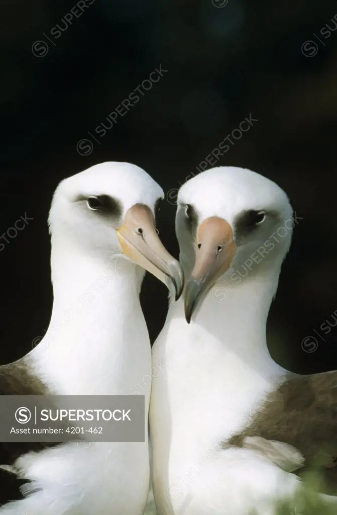 Laysan Albatross (Phoebastria immutabilis) pair bonding, Midway Atoll, Hawaii