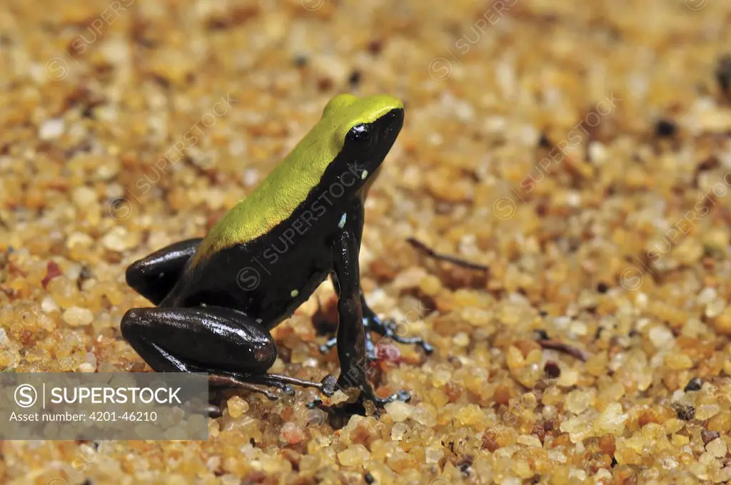 Climbing Mantella (Mantella laevigata), a poison dart frog, Masoala National Park, Madagascar