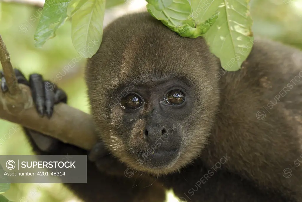 Humboldt's Woolly Monkey (Lagothrix lagotricha) portrait, Amacayacu National Park, Colombia