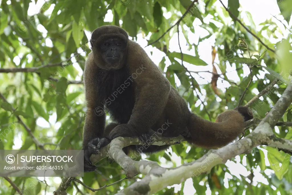 Humboldt's Woolly Monkey (Lagothrix lagotricha) in canopy, Amacayacu National Park, Colombia