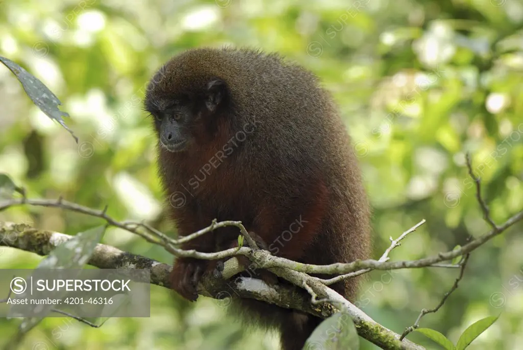 Coppery Titi (Callicebus cupreus) monkey, Amacayacu National Park, Colombia