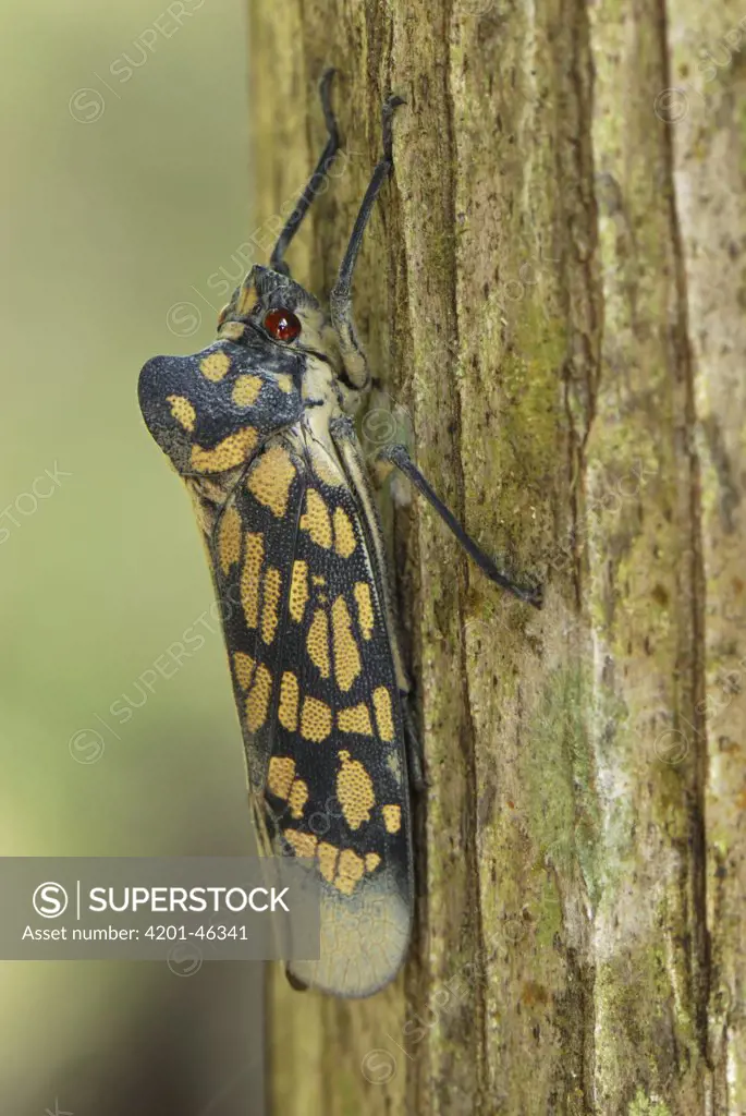 Fulgorid Planthopper (Fulgoridae) on tree trunk, Allpahuayo Mishana National Reserve, Peru