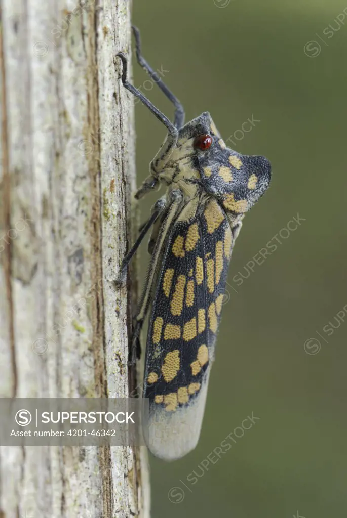 Fulgorid Planthopper (Fulgoridae) on tree trunk, Allpahuayo Mishana National Reserve, Peru