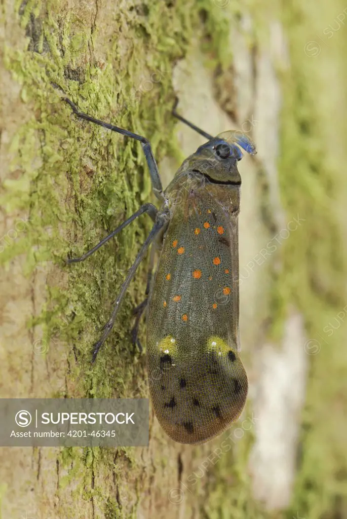Fulgorid Planthopper (Enchophora sp) on tree trunk, Allpahuayo Mishana National Reserve, Peru