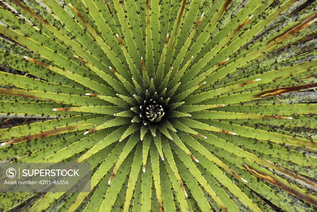 Bromeliad (Puya sp) detail showing spiraling leaves, Purace National Park, Colombia