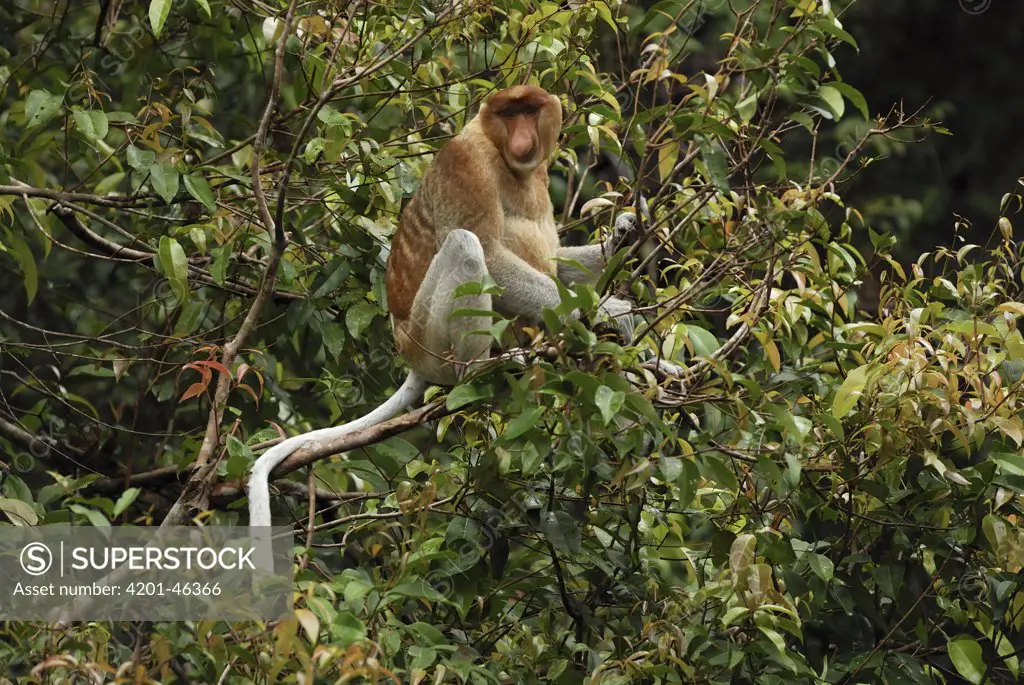 Proboscis Monkey (Nasalis larvatus) male in rainforest canopy, Sabah, Borneo, Malaysia