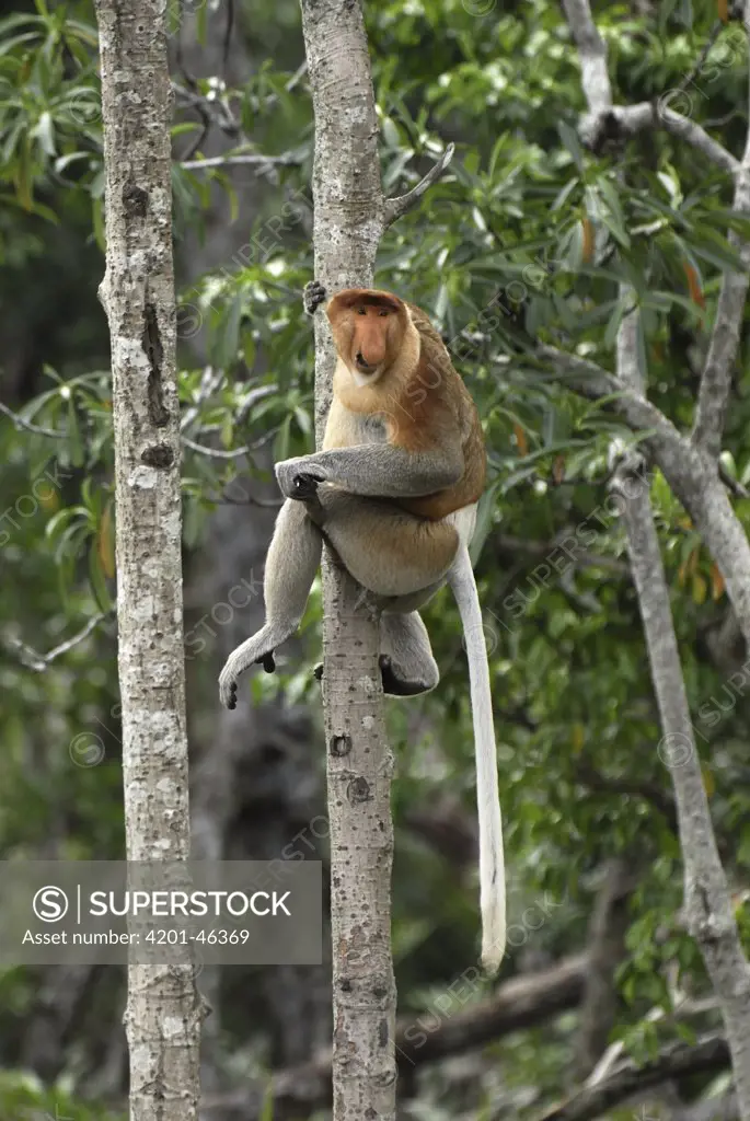 Proboscis Monkey (Nasalis larvatus) male sitting in tree, Sabah, Borneo, Malaysia
