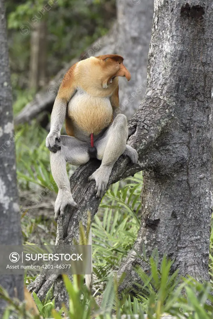 Proboscis Monkey (Nasalis larvatus) male with erection calling, Sabah, Borneo, Malaysia