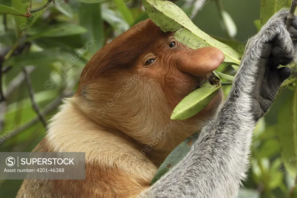 Proboscis Monkey (Nasalis larvatus) male eating leaves, Sabah, Borneo, Malaysia