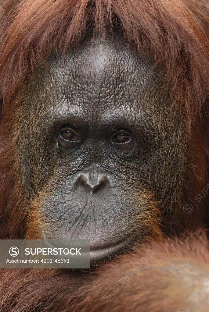 Orangutan (Pongo pygmaeus) female, Camp Leaky, Tanjung Puting National Park, Indonesia