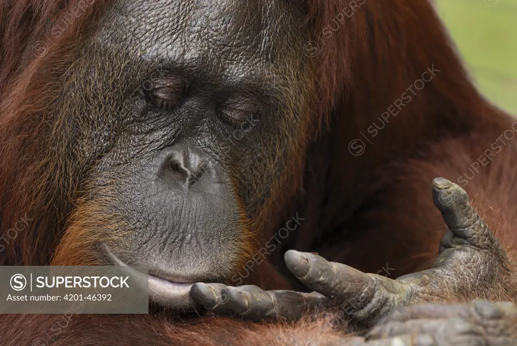Orangutan (Pongo pygmaeus) female looking at hand, Camp Leaky, Tanjung Puting National Park, Indonesia