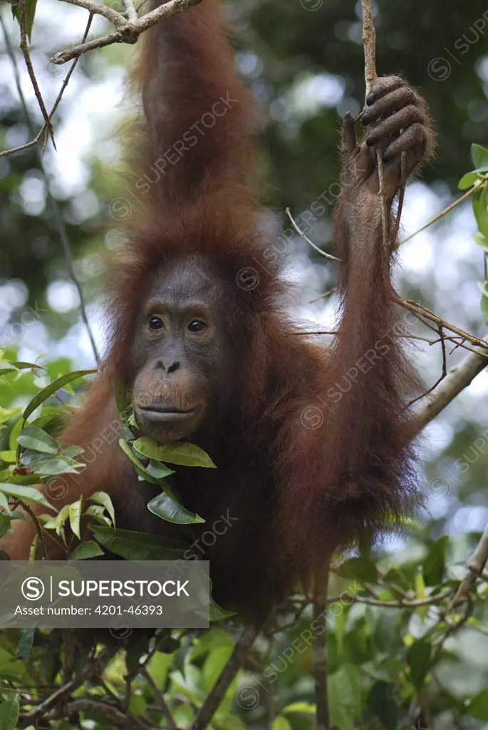 Orangutan (Pongo pygmaeus), Camp Leaky, Tanjung Puting National Park, Indonesia