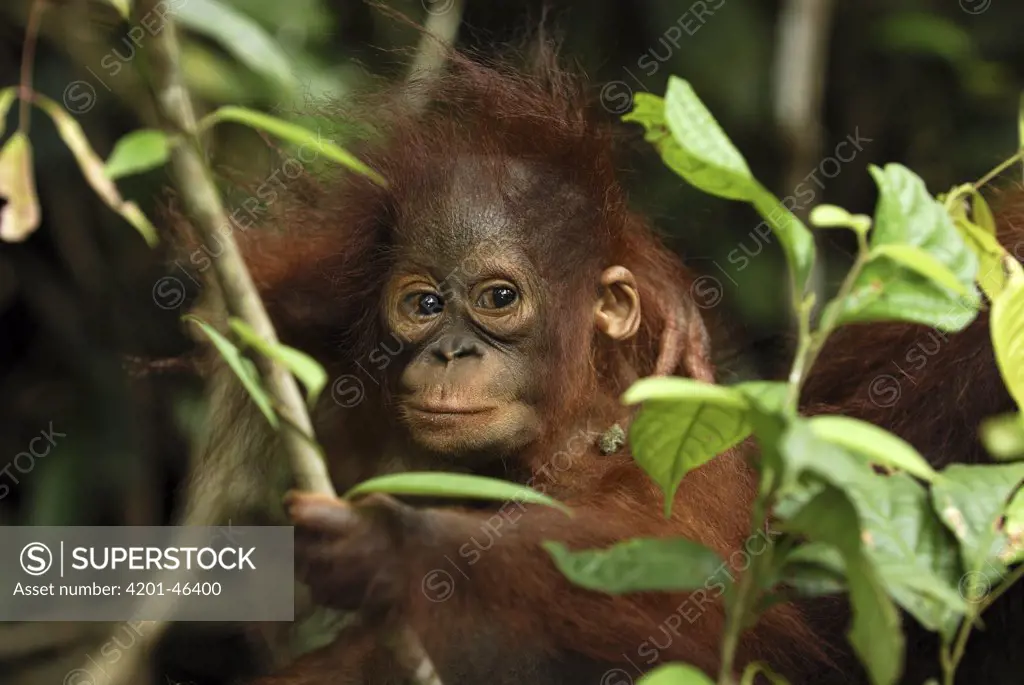 Orangutan (Pongo pygmaeus) baby, Camp Leaky, Tanjung Puting National Park, Indonesia