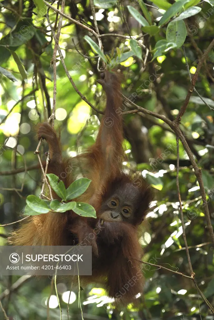 Orangutan (Pongo pygmaeus) young eating while hanging in tree, Camp Leaky, Tanjung Puting National Park, Indonesia